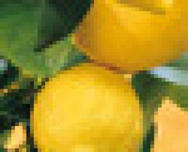 Цитрус лимон (Citris limon)